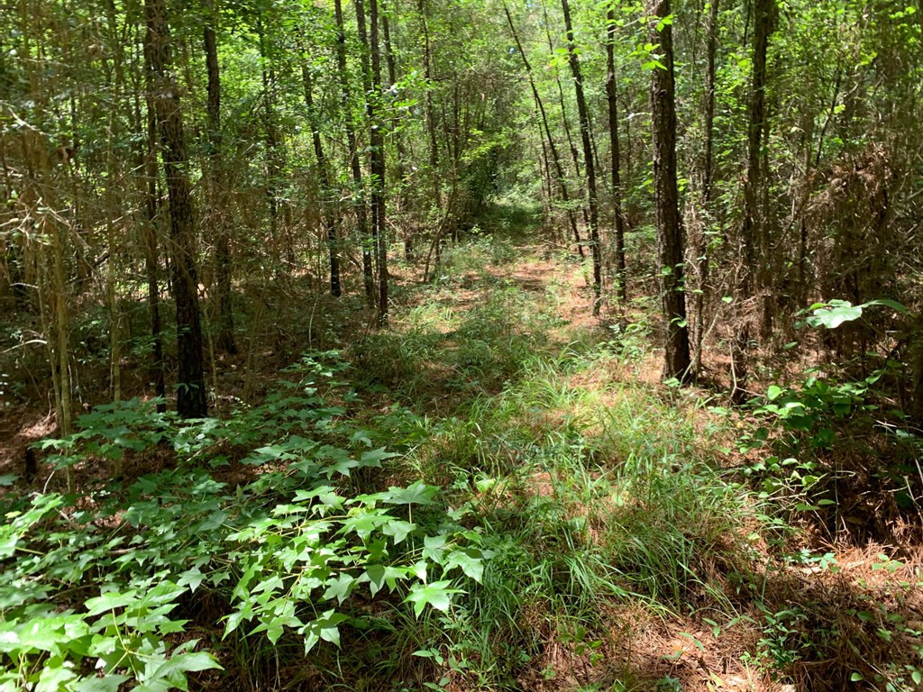 0 Roan Ready Road Monticello, MS 39654 - Photo 4 of 12 Photo 4