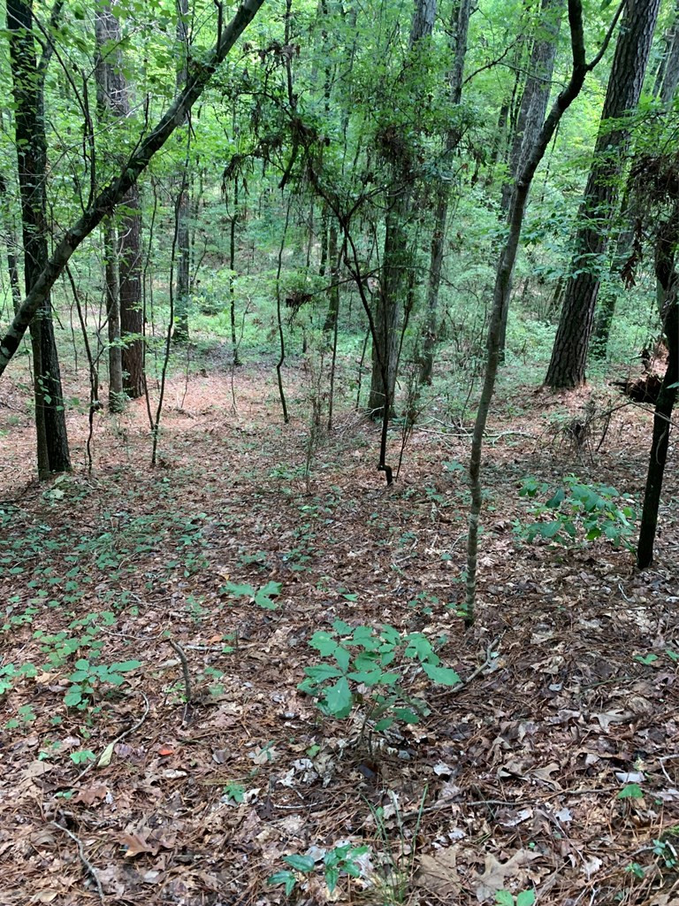 0 Roan Ready Road Monticello, MS 39654 - Photo 6 of 12 Photo 6
