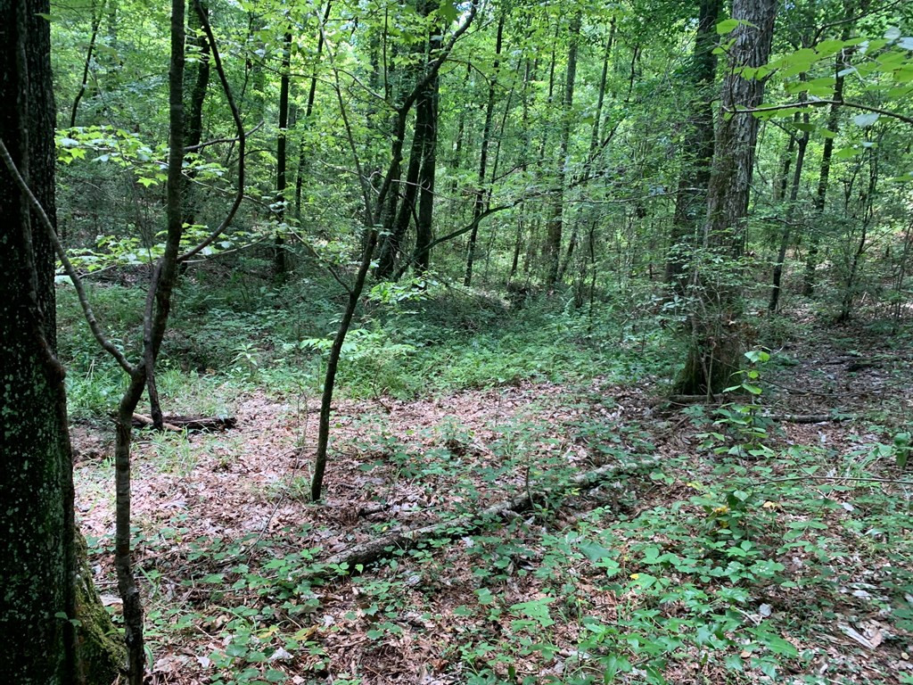 0 Roan Ready Road Monticello, MS 39654 - Photo 7 of 12 Photo 7