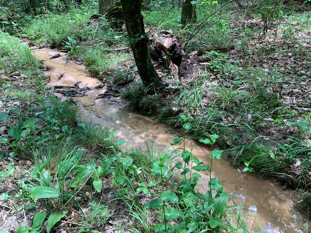 0 Roan Ready Road Monticello, MS 39654 - Photo 8 of 12 Photo 8