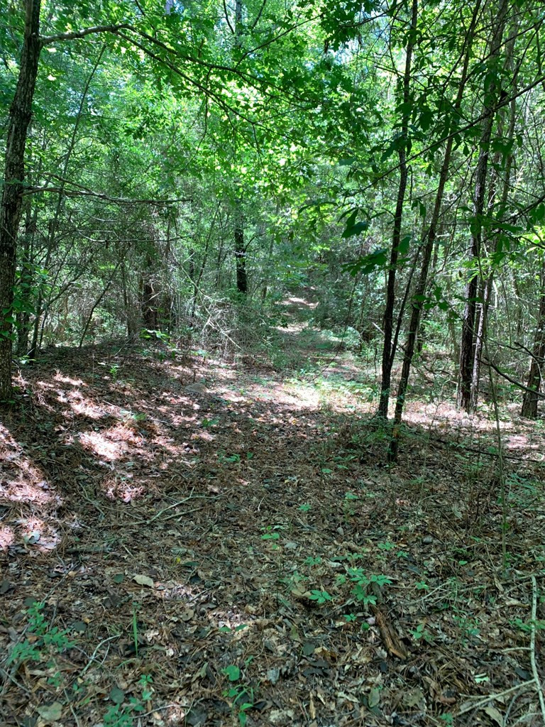 0 Roan Ready Road Monticello, MS 39654 - Photo 9 of 12 Photo 9