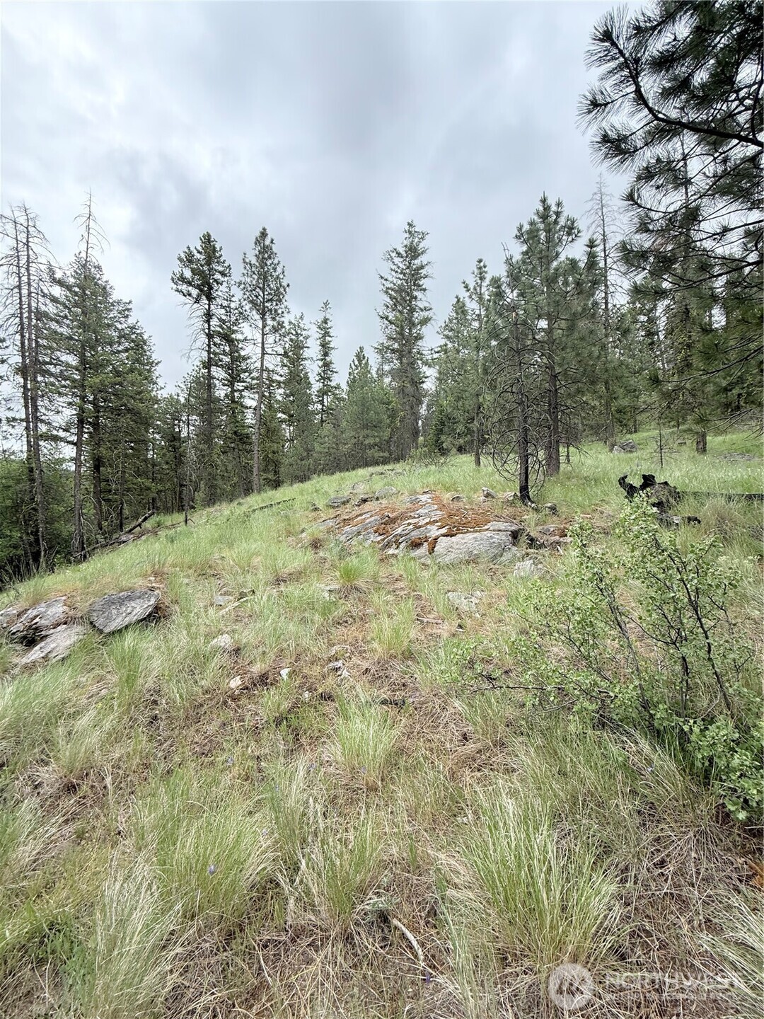 0 Broken Spoke Road Tonasket, WA 98855 - Photo 25 of 39 a view of a yard with trees in the background