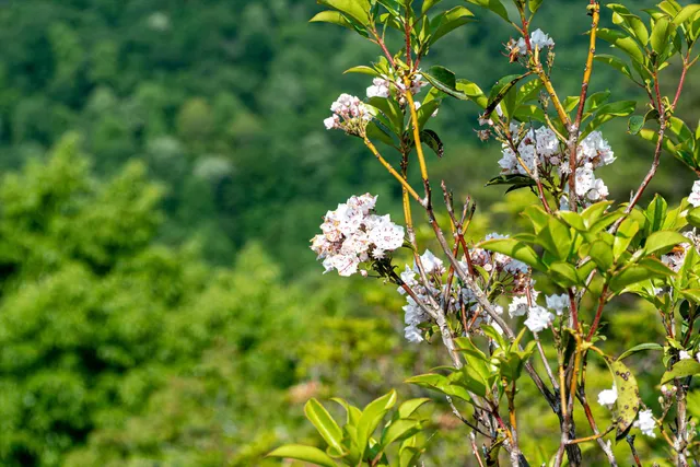 $1,000,000 | 110 Falls Lane, Spencer, TN 38585