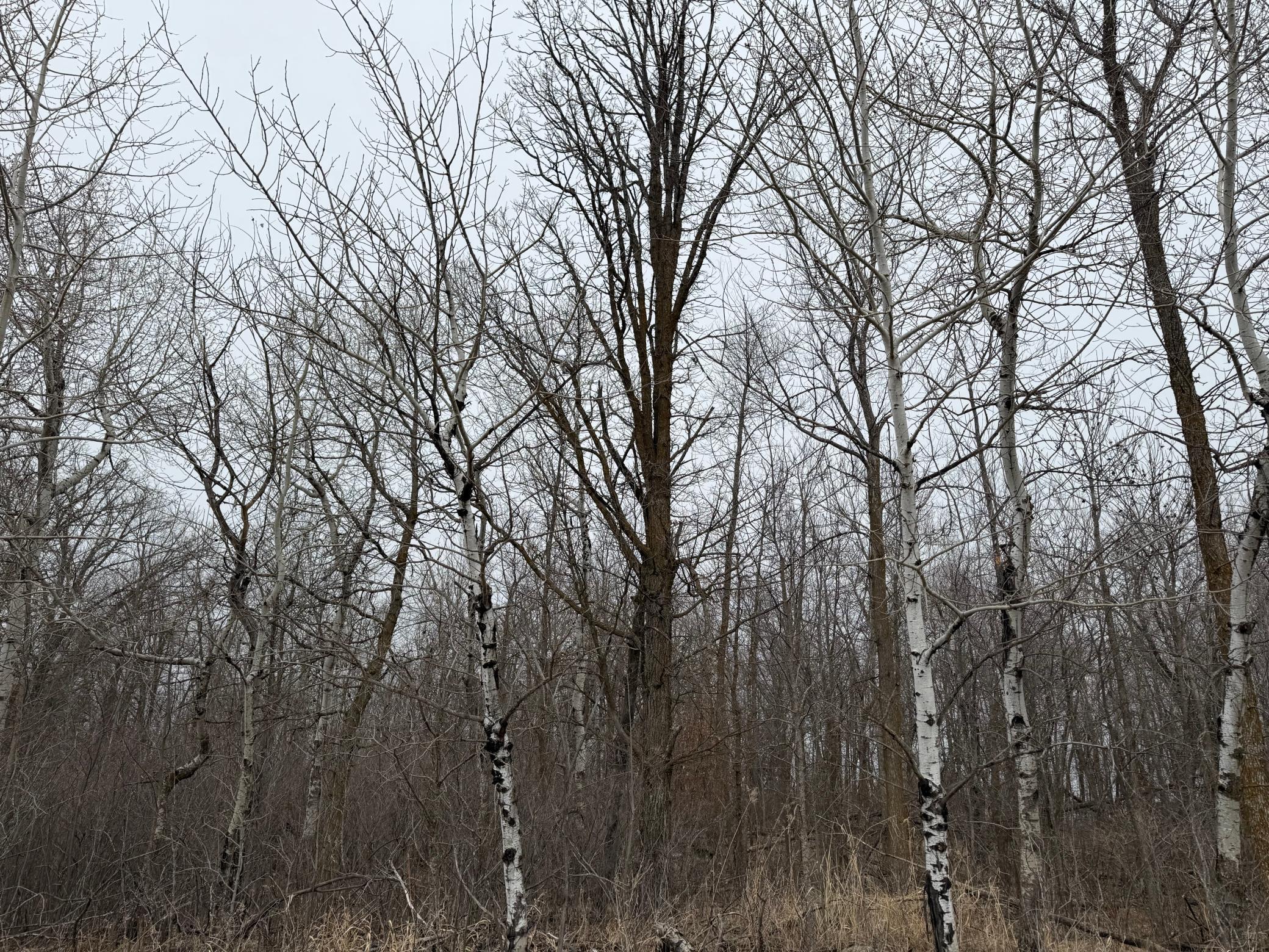 Tbd 460th Street Gonvick, MN 56644 - Photo 26 of 57