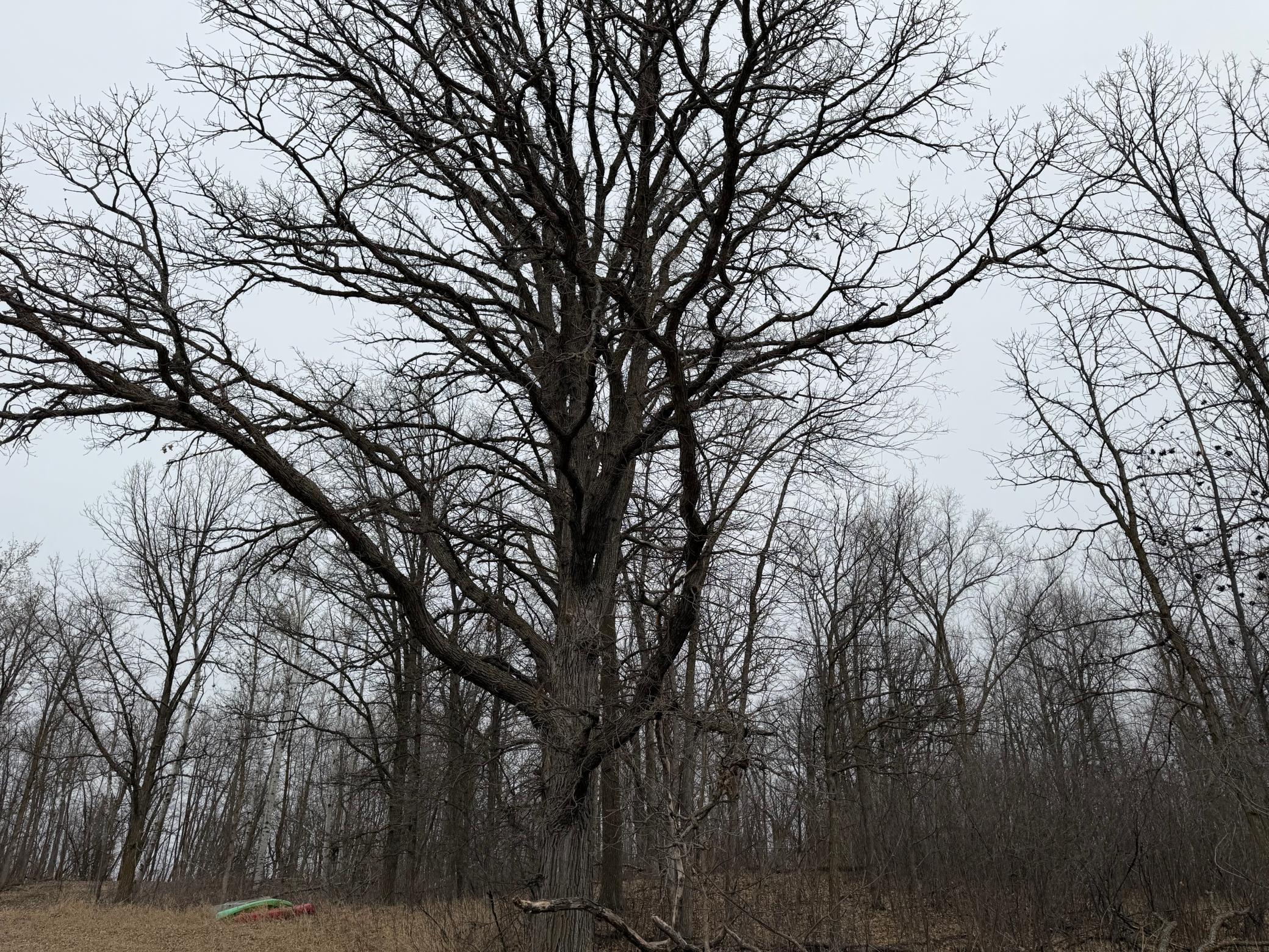 Tbd 460th Street Gonvick, MN 56644 - Photo 28 of 57