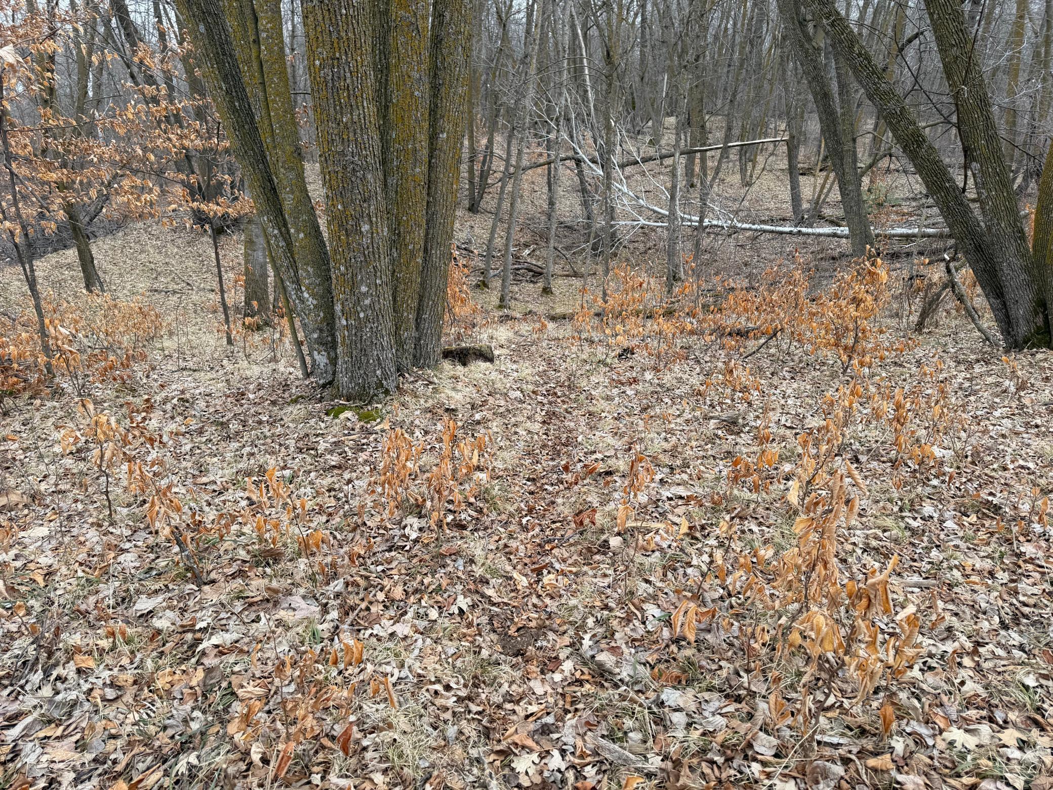 Tbd 460th Street Gonvick, MN 56644 - Photo 38 of 57