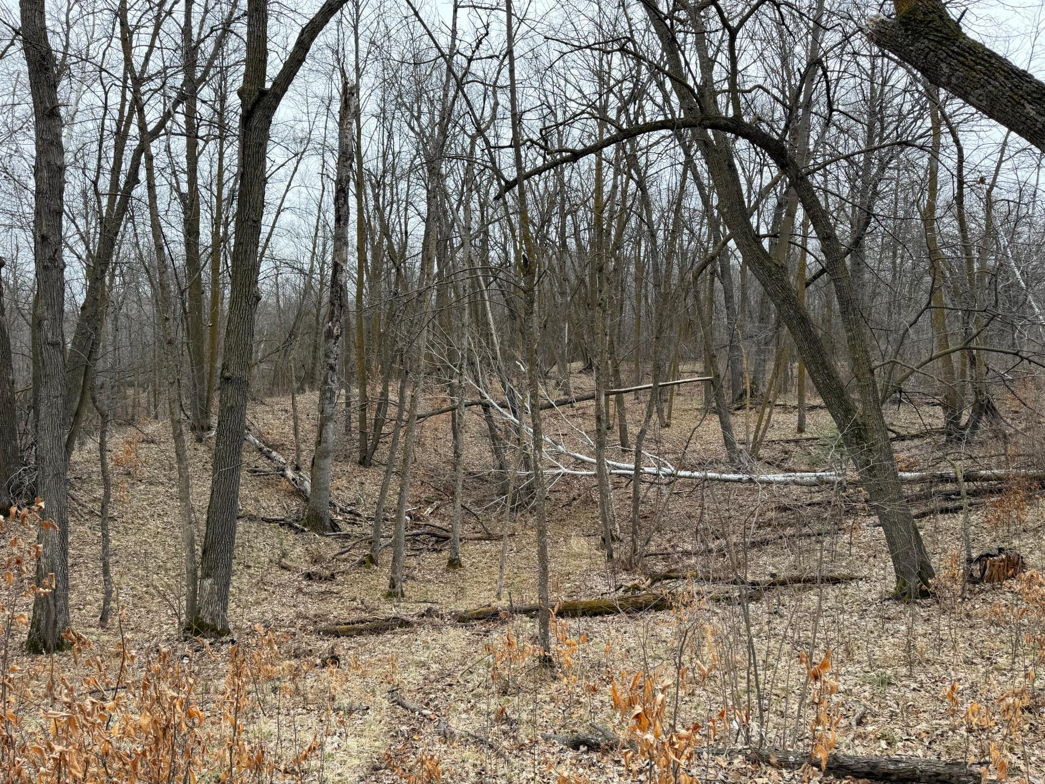 Tbd 460th Street Gonvick, MN 56644 - Photo 39 of 57