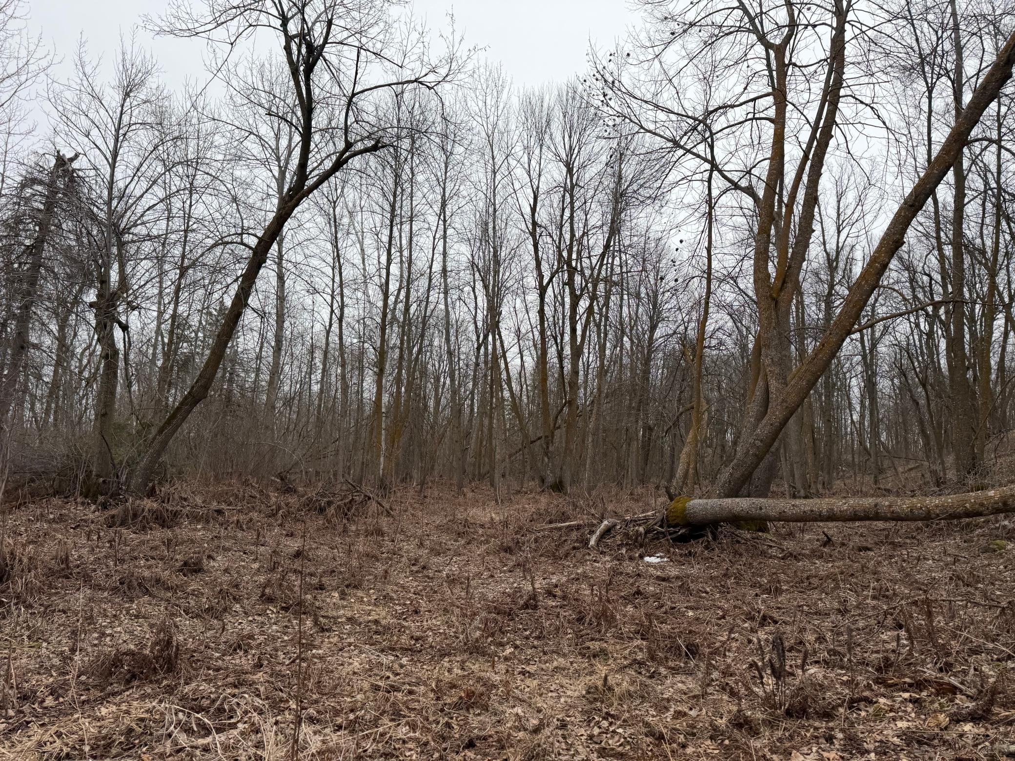 Tbd 460th Street Gonvick, MN 56644 - Photo 41 of 57