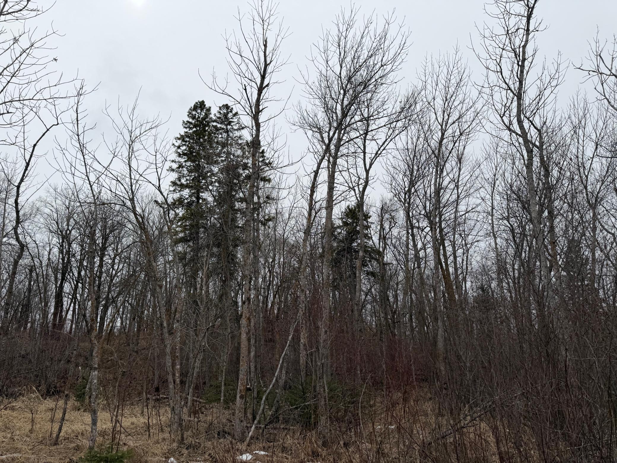 Tbd 460th Street Gonvick, MN 56644 - Photo 43 of 57