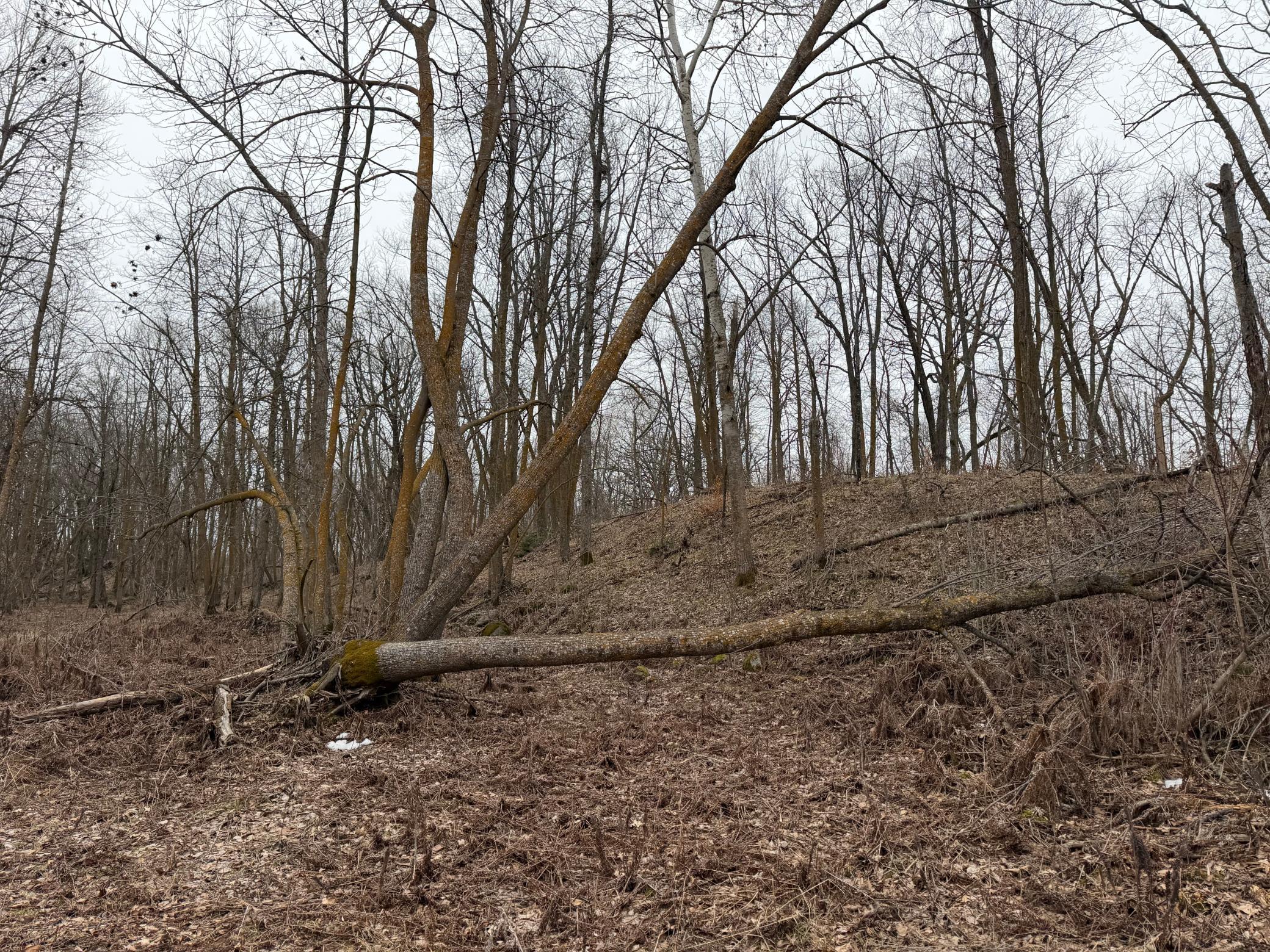 Tbd 460th Street Gonvick, MN 56644 - Photo 44 of 57