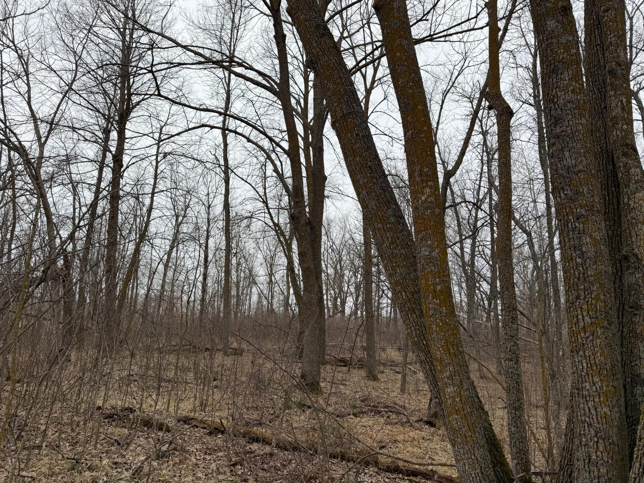 Tbd 460th Street Gonvick, MN 56644 - Photo 48 of 57