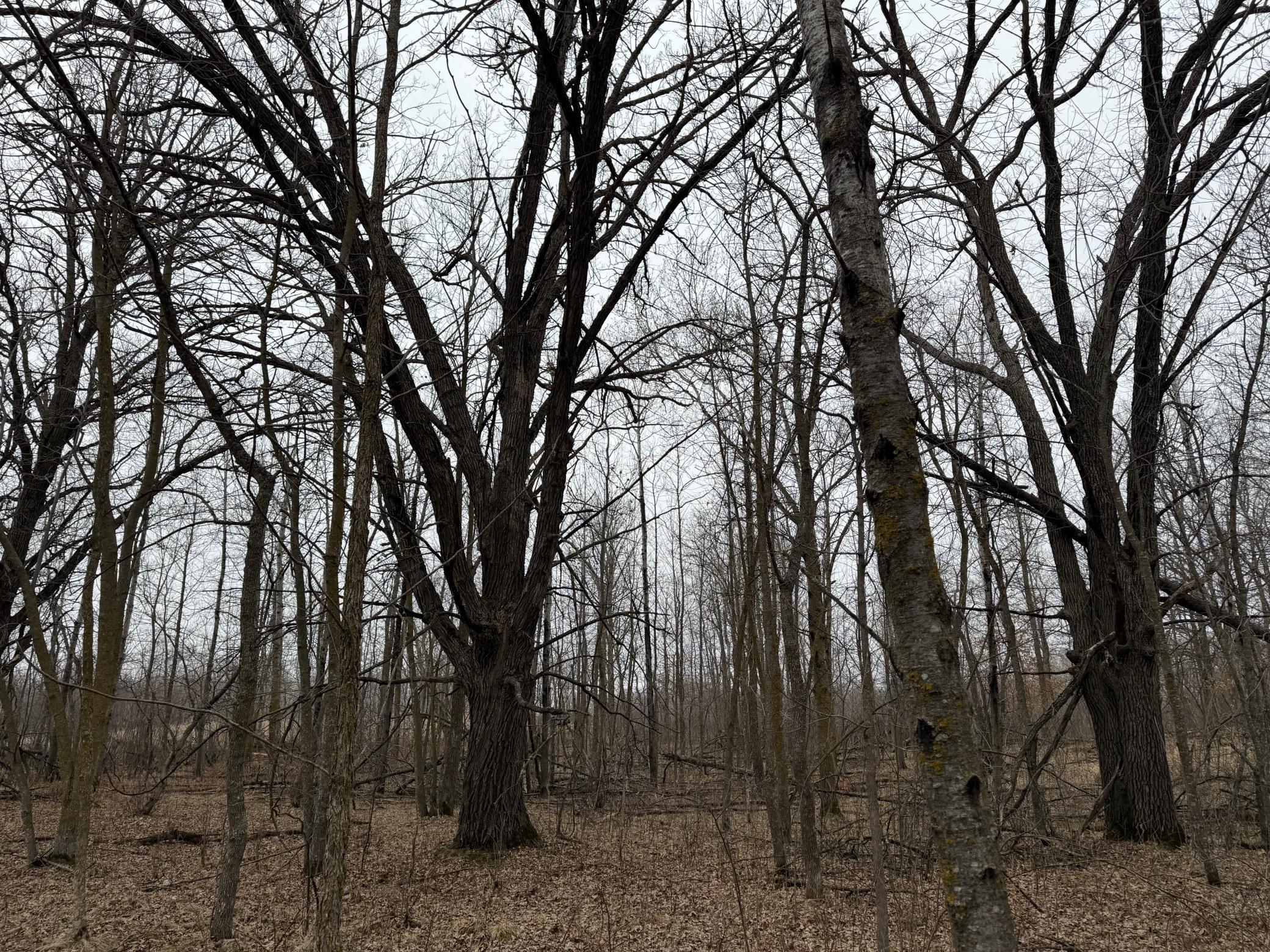 Tbd 460th Street Gonvick, MN 56644 - Photo 51 of 57