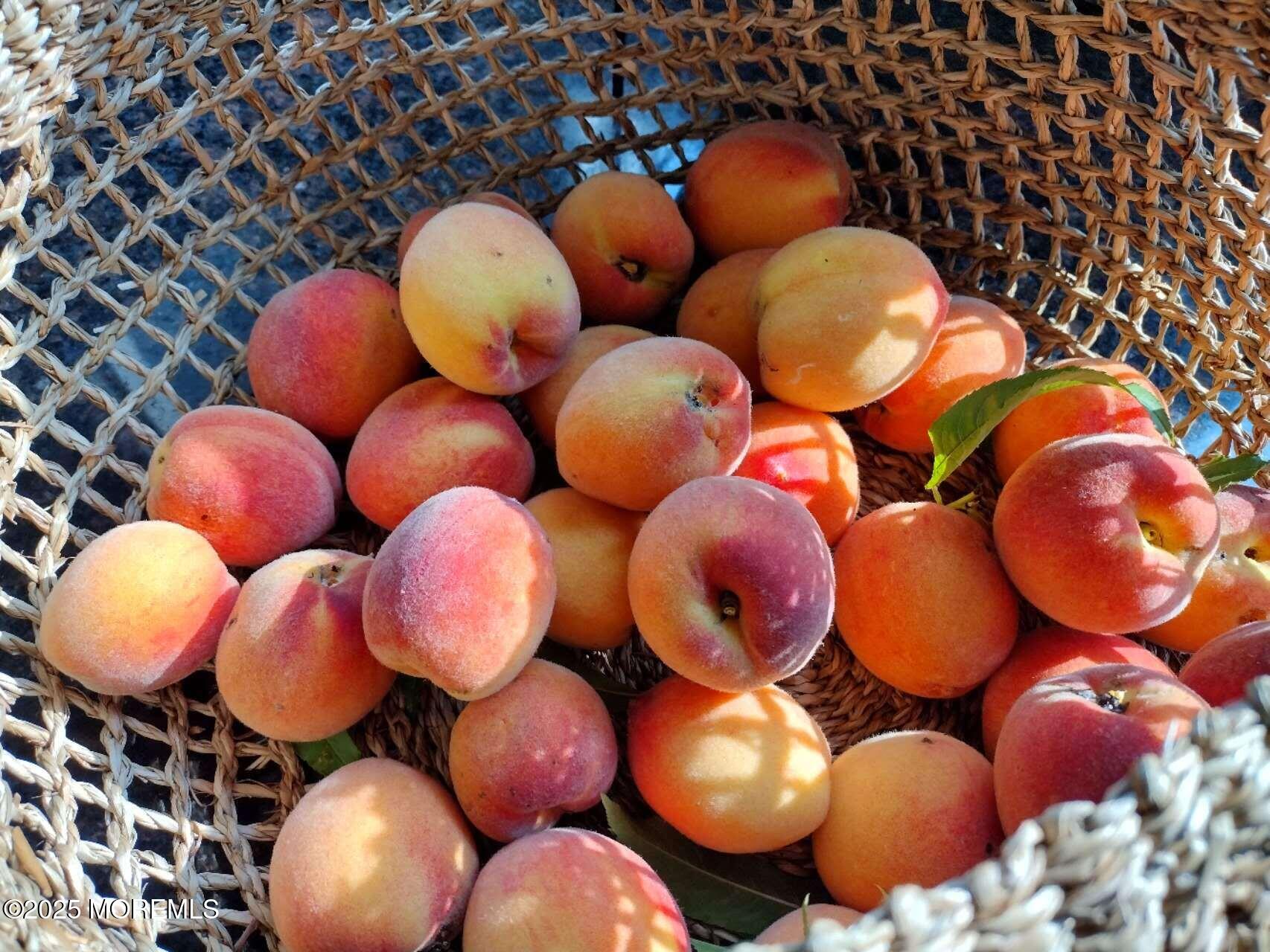 164 Lemon Road Farmingdale, NJ 07727 - Photo 36 of 44 1000006602_1