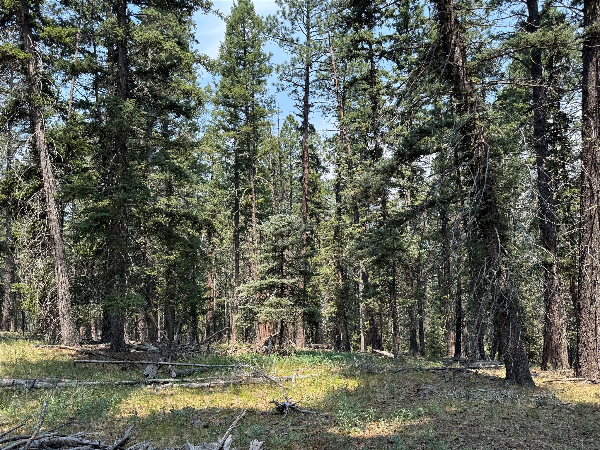 40 Grass Mountain Road Tererro, NM 87573 - Photo 19 of 23 Gallery Image 19