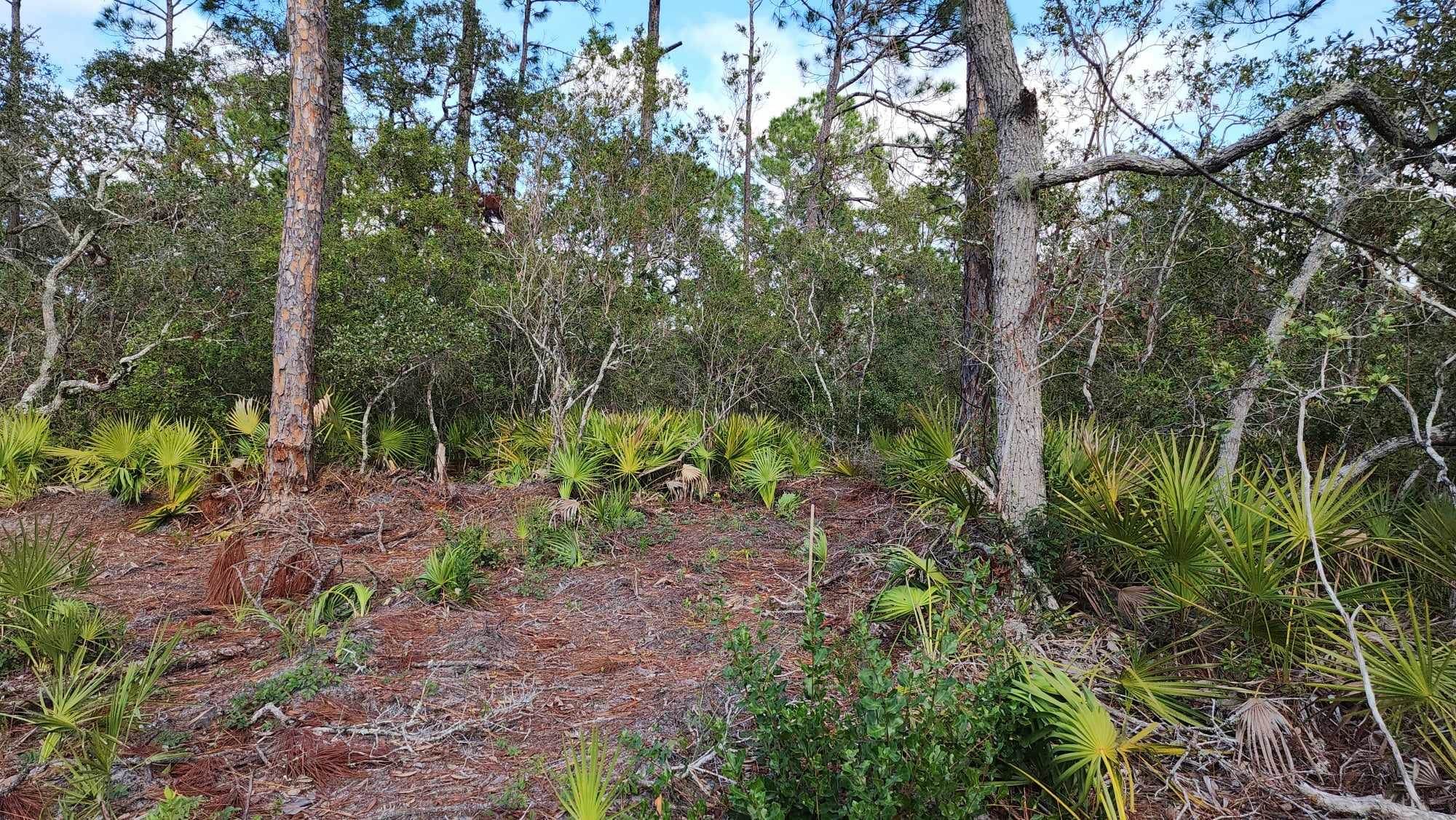 Tbd Yates Creek Road, Unit 2 Perry, FL 32348 - Photo 12 of 16 Gallery Image 12