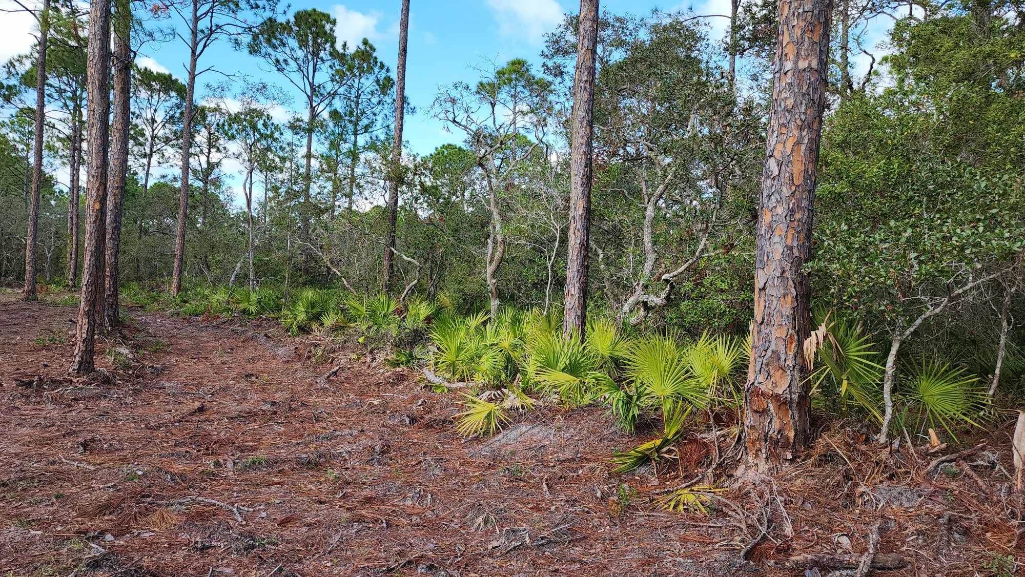 Tbd Yates Creek Road, Unit 2 Perry, FL 32348 - Photo 14 of 16 Gallery Image 14