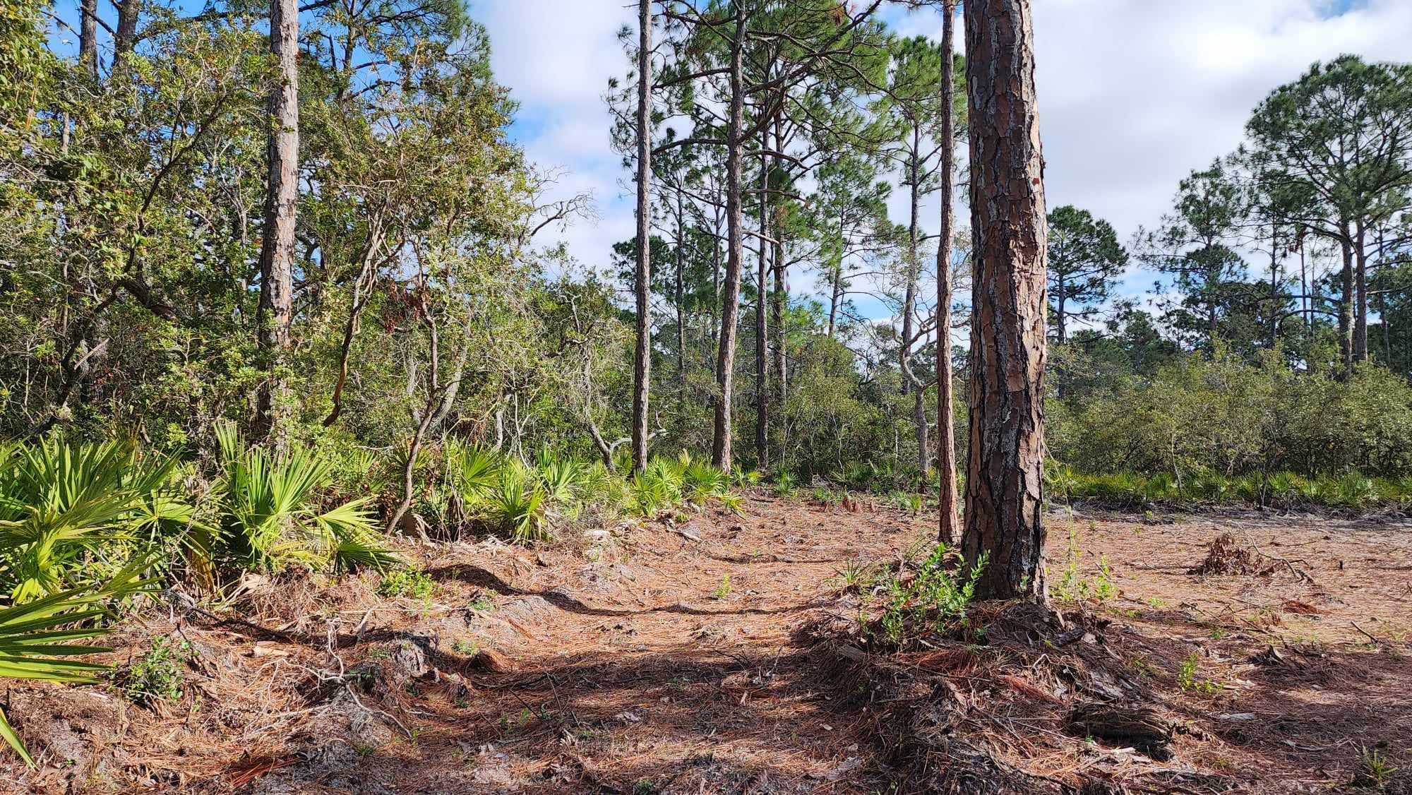 Tbd Yates Creek Road, Unit 2 Perry, FL 32348 - Photo 16 of 16 Gallery Image 16