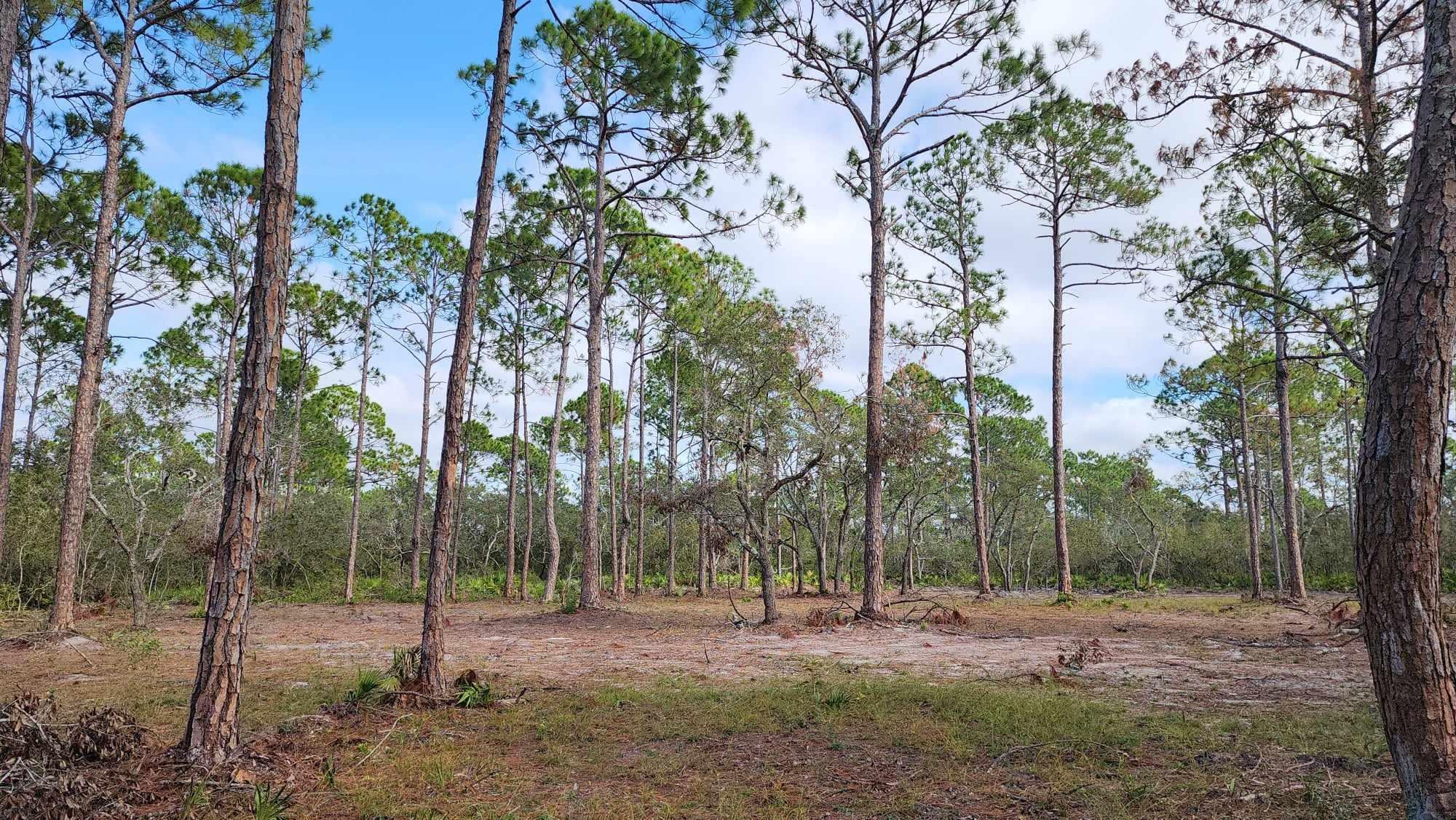 Tbd Yates Creek Road, Unit 2 Perry, FL 32348 - Photo 5 of 16 Gallery Image 5