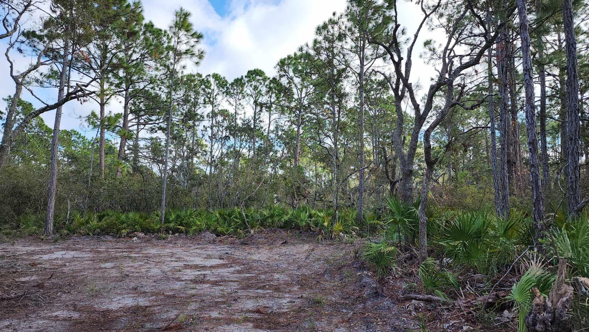 Tbd Yates Creek Road, Unit 2 Perry, FL 32348 - Photo 6 of 16 Gallery Image 6
