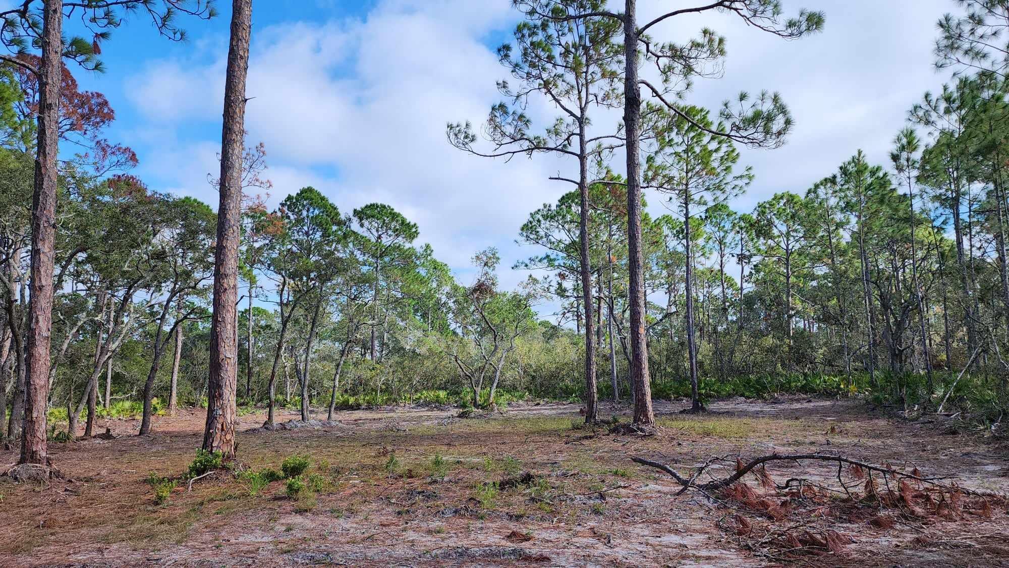 Tbd Yates Creek Road, Unit 2 Perry, FL 32348 - Photo 7 of 16 Gallery Image 7