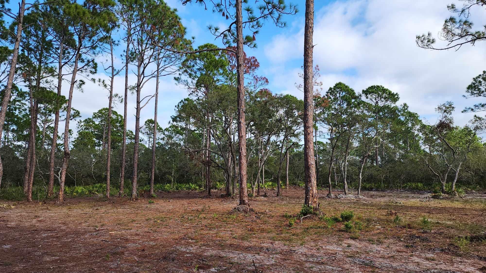 Tbd Yates Creek Road, Unit 2 Perry, FL 32348 - Photo 8 of 16 Gallery Image 8