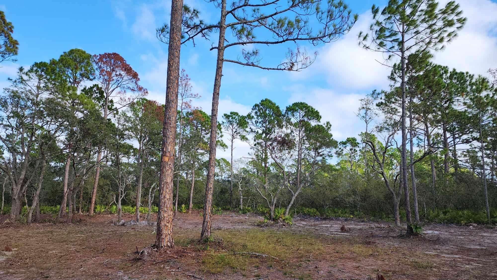 Tbd Yates Creek Road, Unit 2 Perry, FL 32348 - Photo 9 of 16 Gallery Image 9