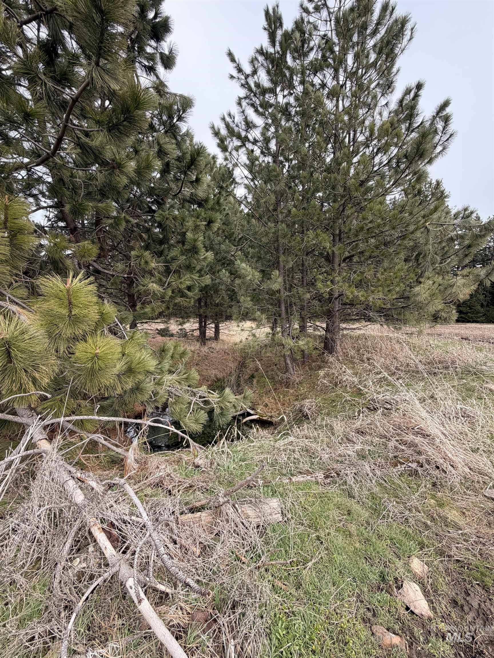 Tbd Sandhill Road Winchester, ID 83555 - Photo 11 of 25 View of local wilderness
