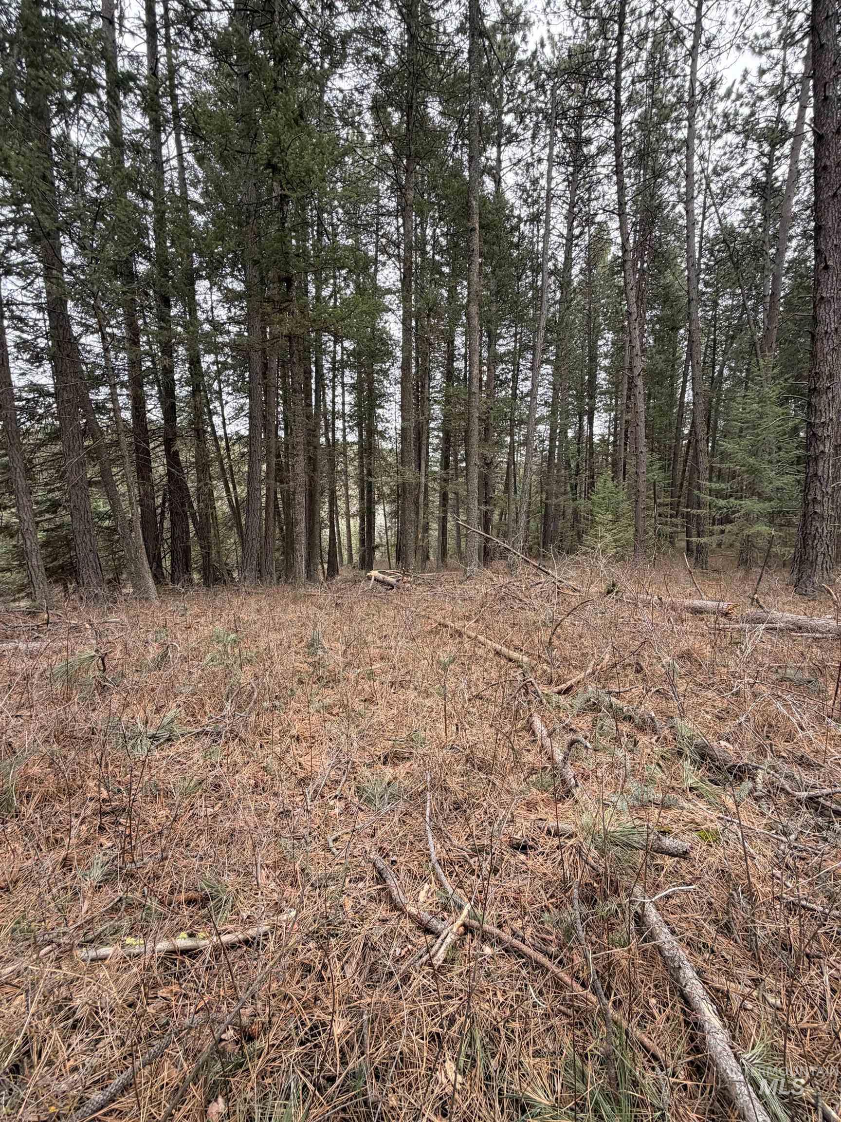 Tbd Sandhill Road Winchester, ID 83555 - Photo 14 of 25 View of undeveloped land