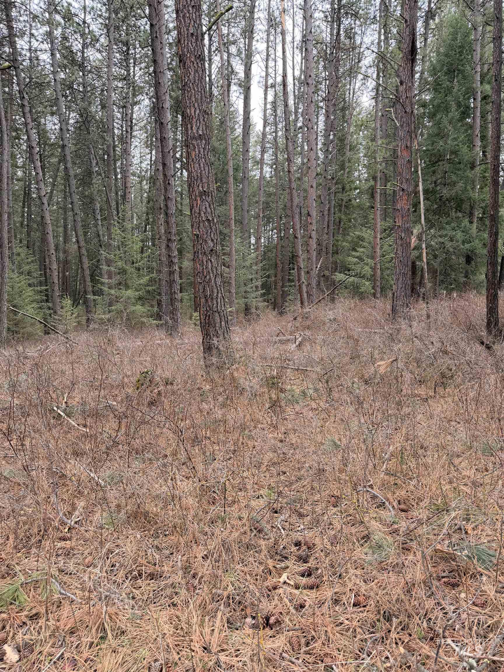 Tbd Sandhill Road Winchester, ID 83555 - Photo 17 of 25 View of wooded area
