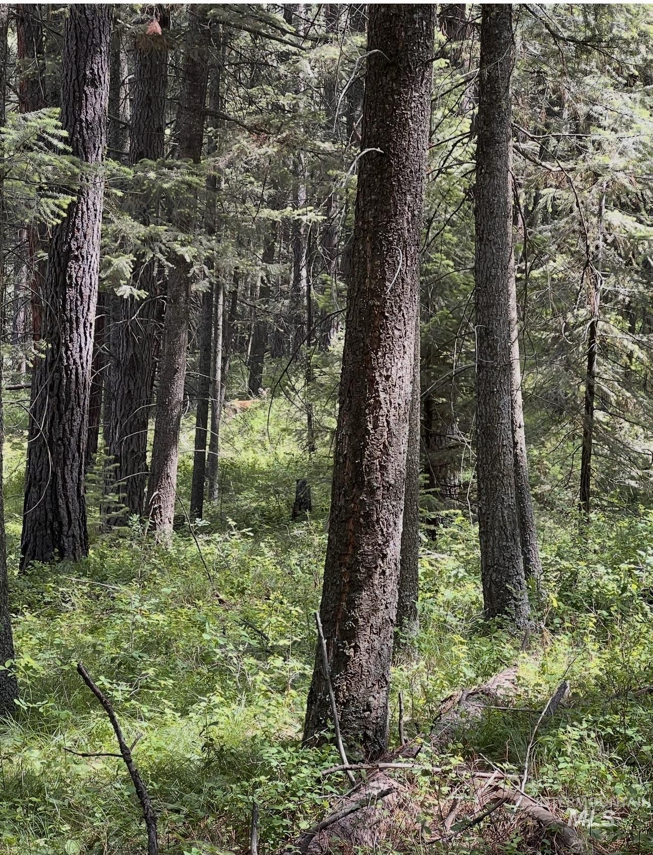 Tbd Sandhill Road Winchester, ID 83555 - Photo 3 of 25 View of wooded area