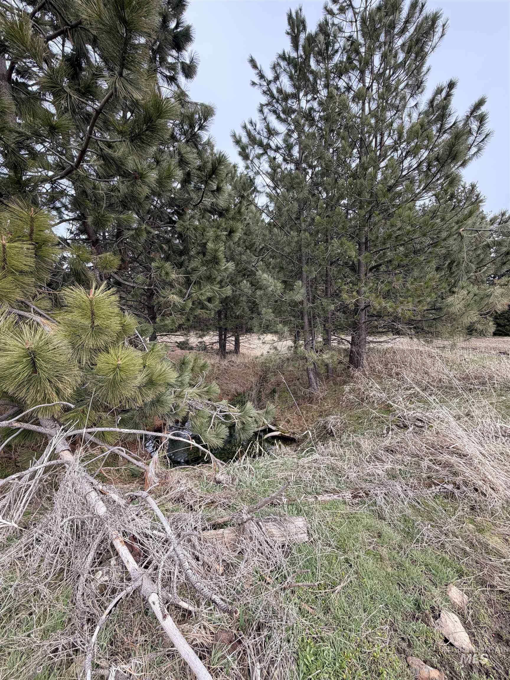 Tbd Sandhill Road Winchester, ID 83555 - Photo 10 of 25 View of local wilderness