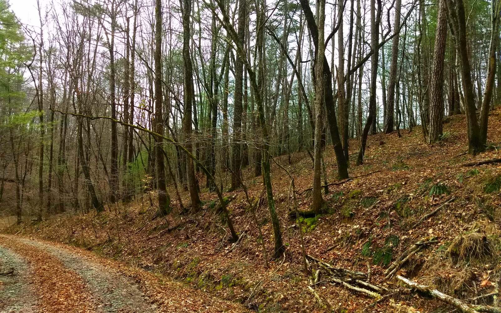Ellis Ford Road Morganton, GA 30560 - Photo 1 of 1 Main View
