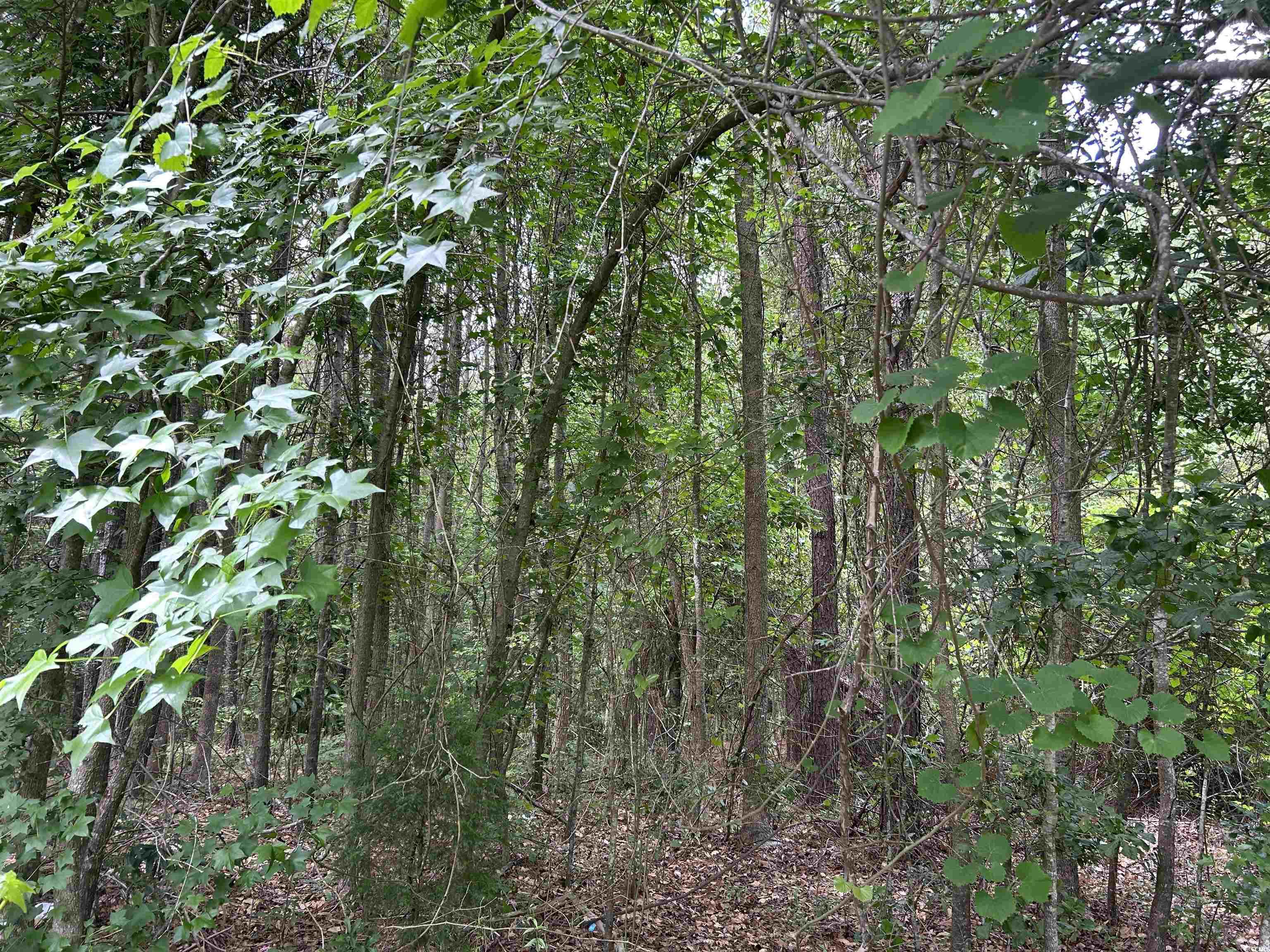 Tbd Tbd Carver Hall Road Dillon, SC 29536 - Photo 4 of 9 View of wooded area