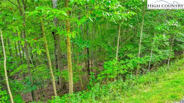 a view of a bunch of trees