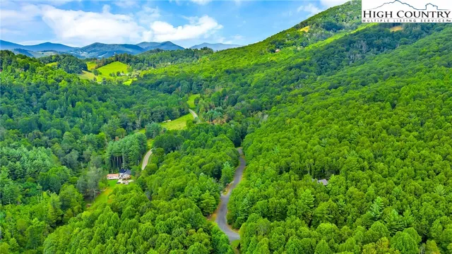 a view of a lush green forest