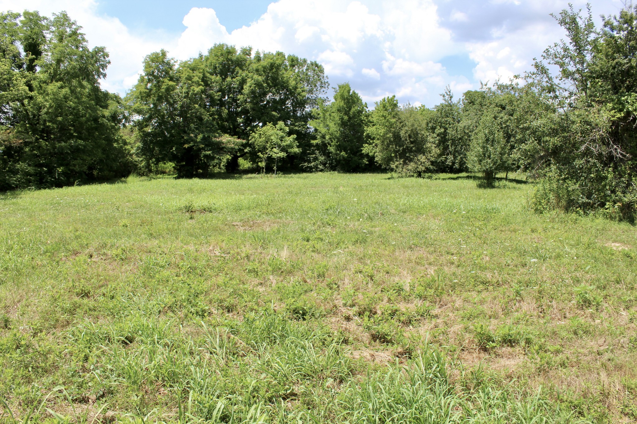 2344 Kinneys Road Cedar Hill, TN 37032 - Photo 1 of 6 a view of a yard with a trees