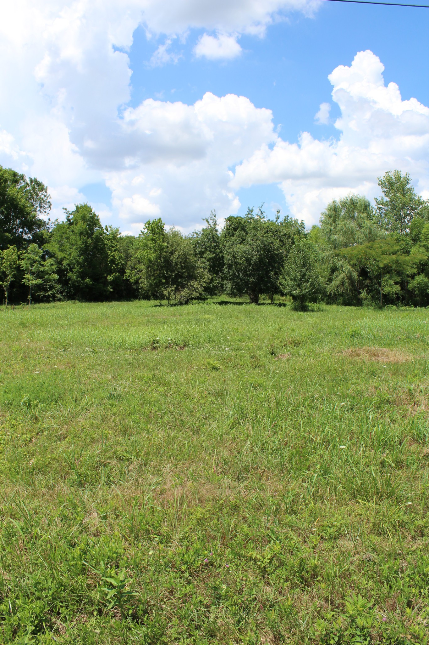 2344 Kinneys Road Cedar Hill, TN 37032 - Photo 3 of 6 a view of field with trees in the background