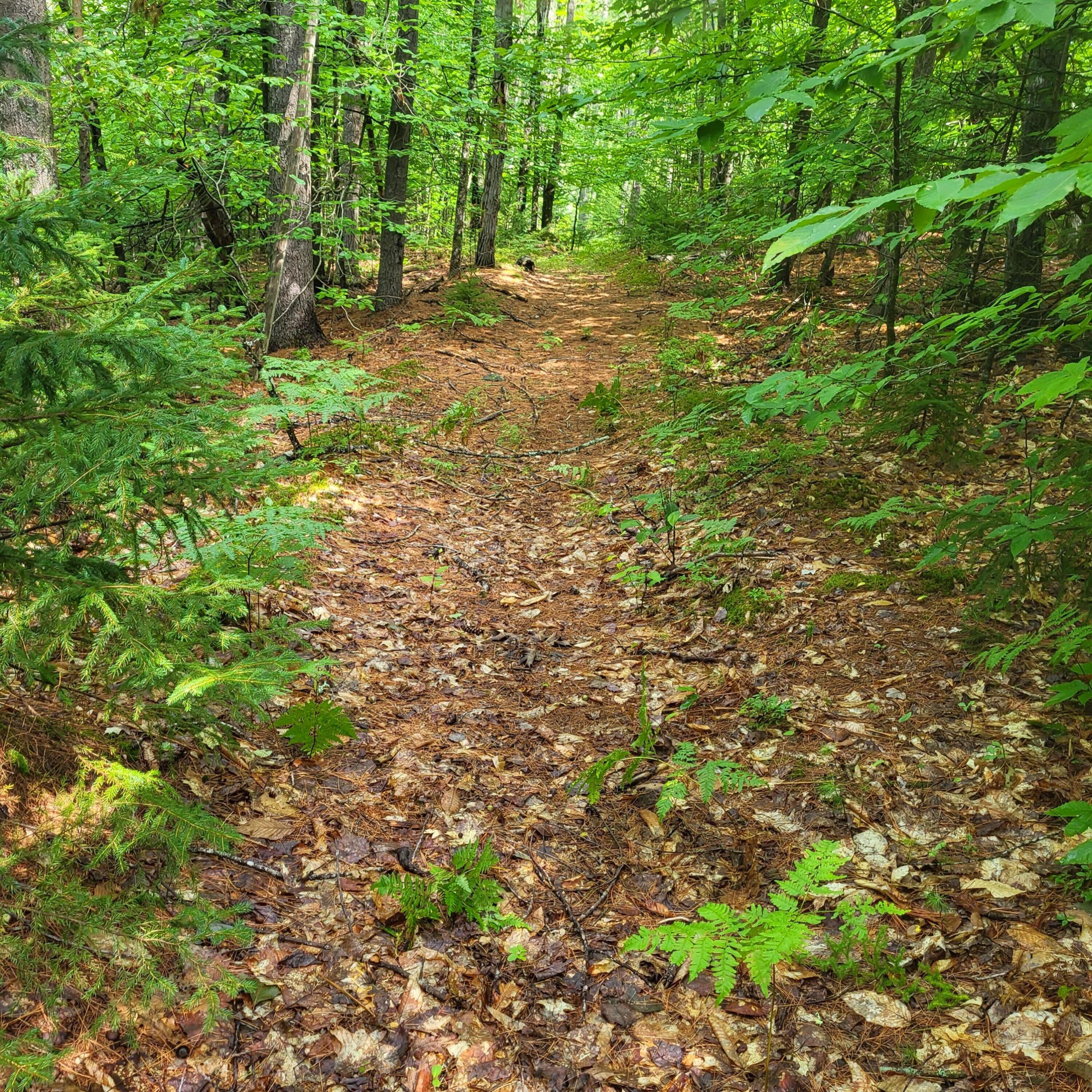 21 Andrews Road Woodstock, ME 04219 - Photo 45 of 56 Wooded lot