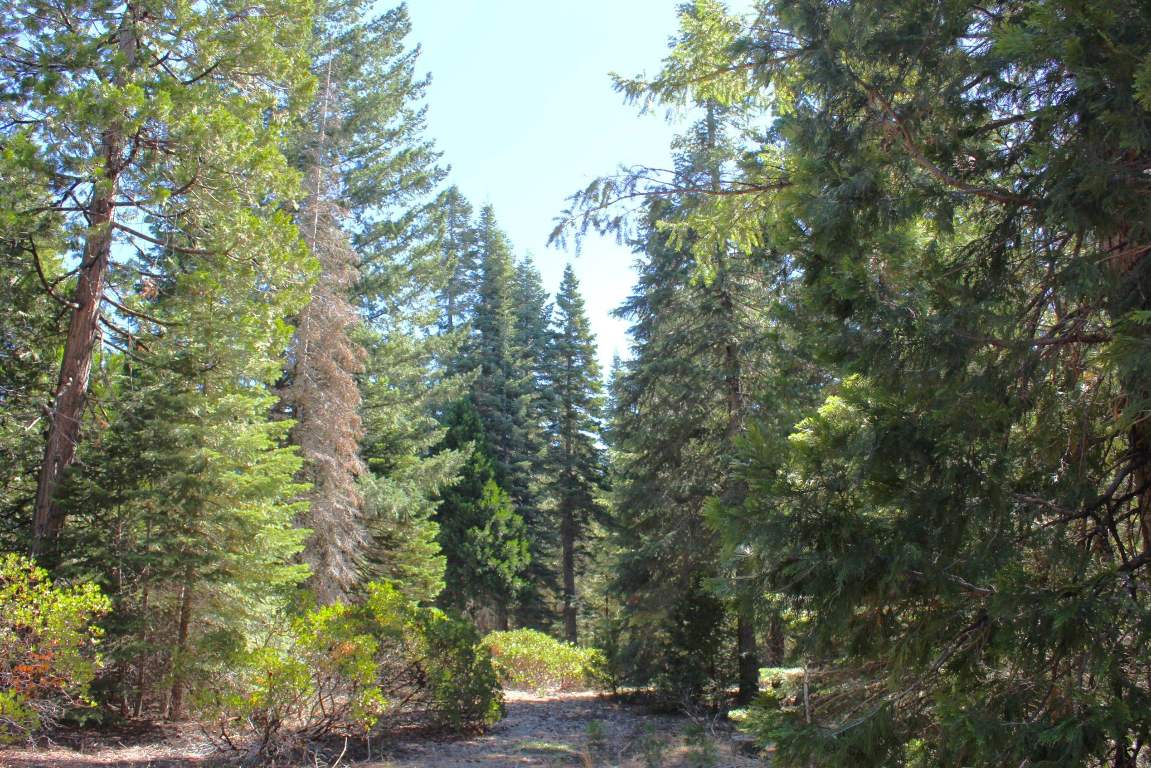 Lot 41 Skyview Road Mount Shasta, CA 96067 - Photo 9 of 14 Gallery Image 9