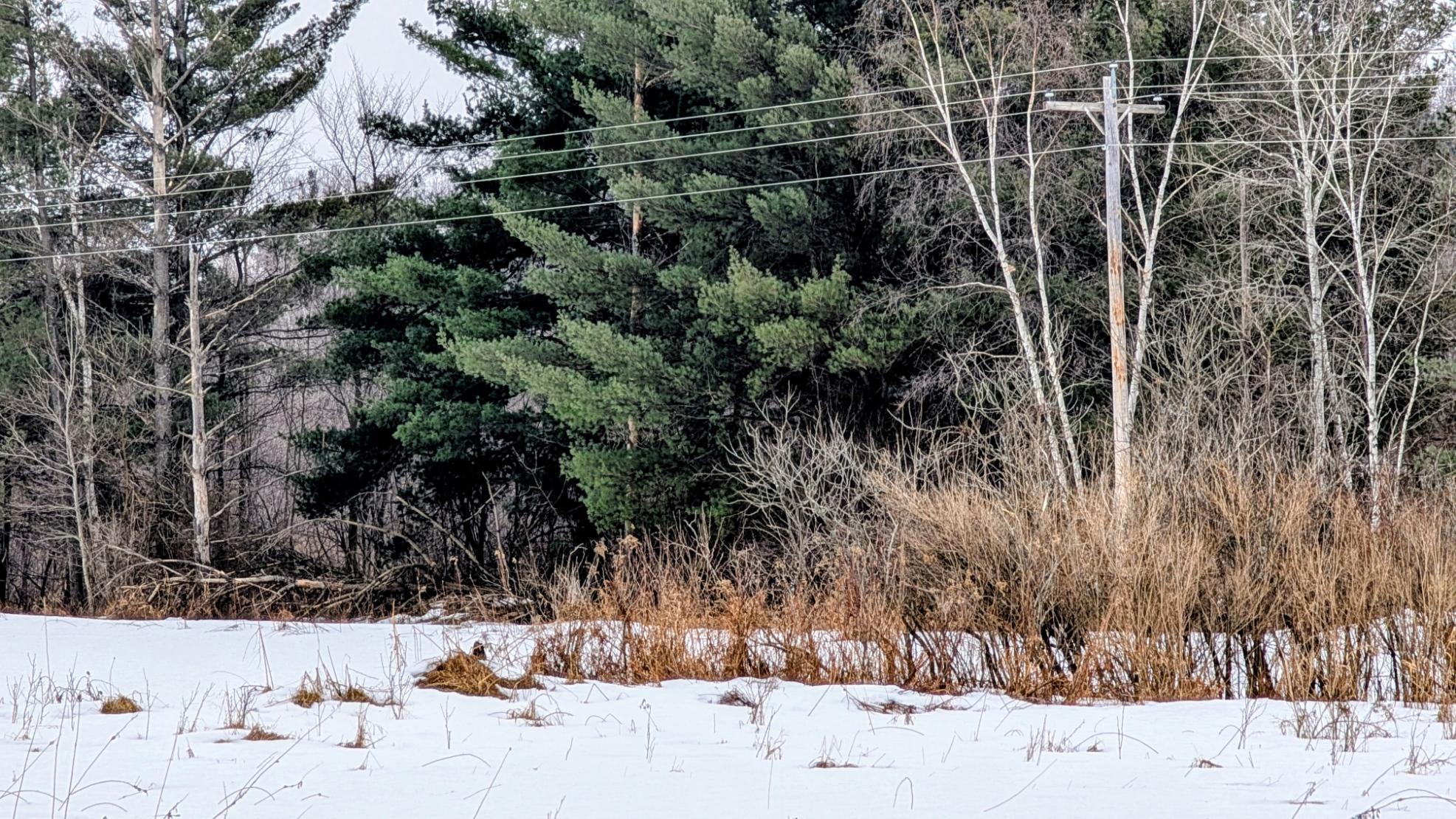 Tbd Hummingbird Road Long Prairie, MN 56347 - Photo 7 of 12