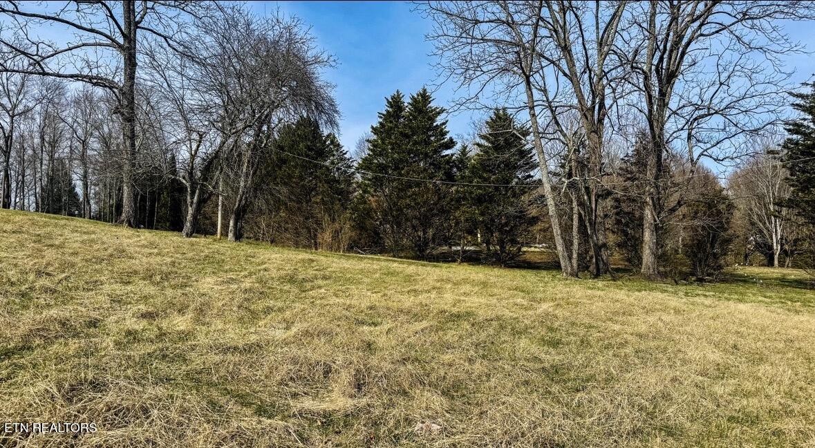 839 Cooper Lake Road Oneida, TN 37841 - Photo 7 of 10 a yard with a tree