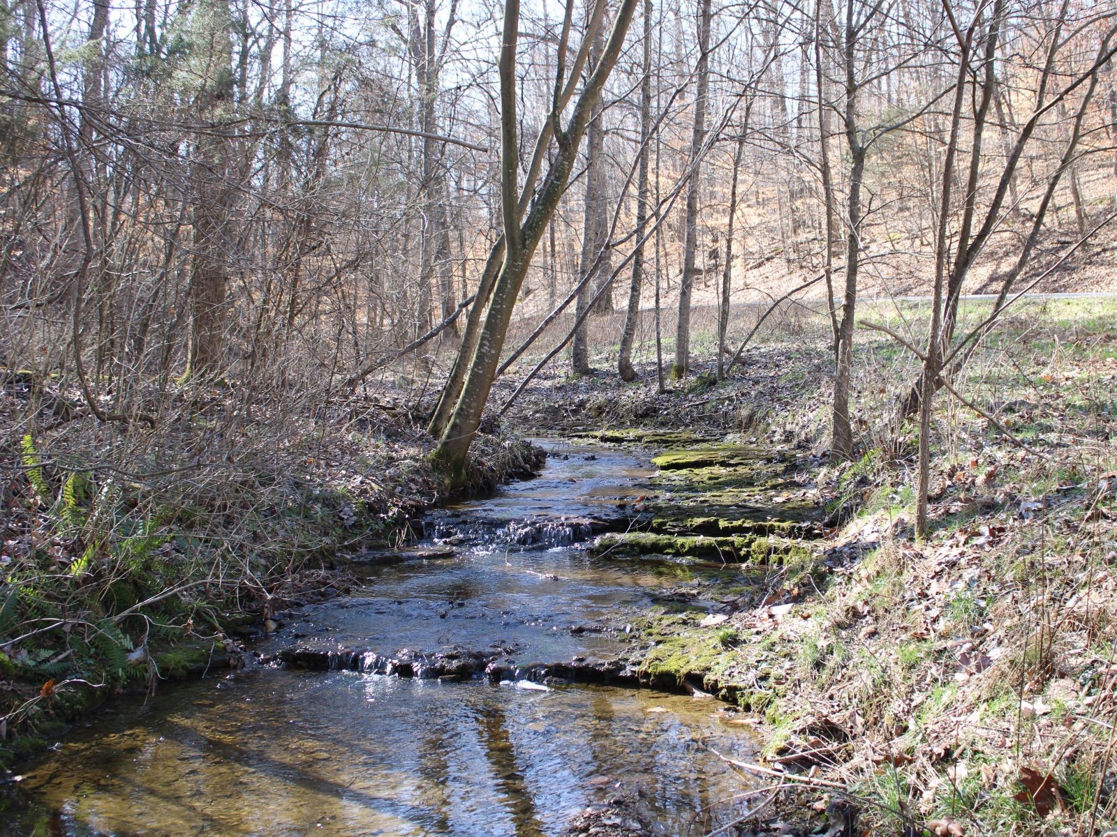 2179 Hackney Road Greenbrier, TN 37073 - Photo 5 of 20 a view of a forest with trees