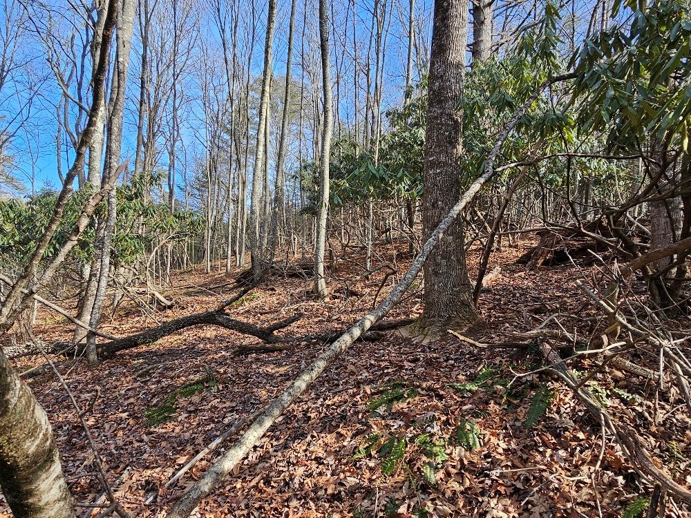 Tbd Excelsior School Road Laurel Fork, VA 24352 - Photo 16 of 16 Gallery Image 16