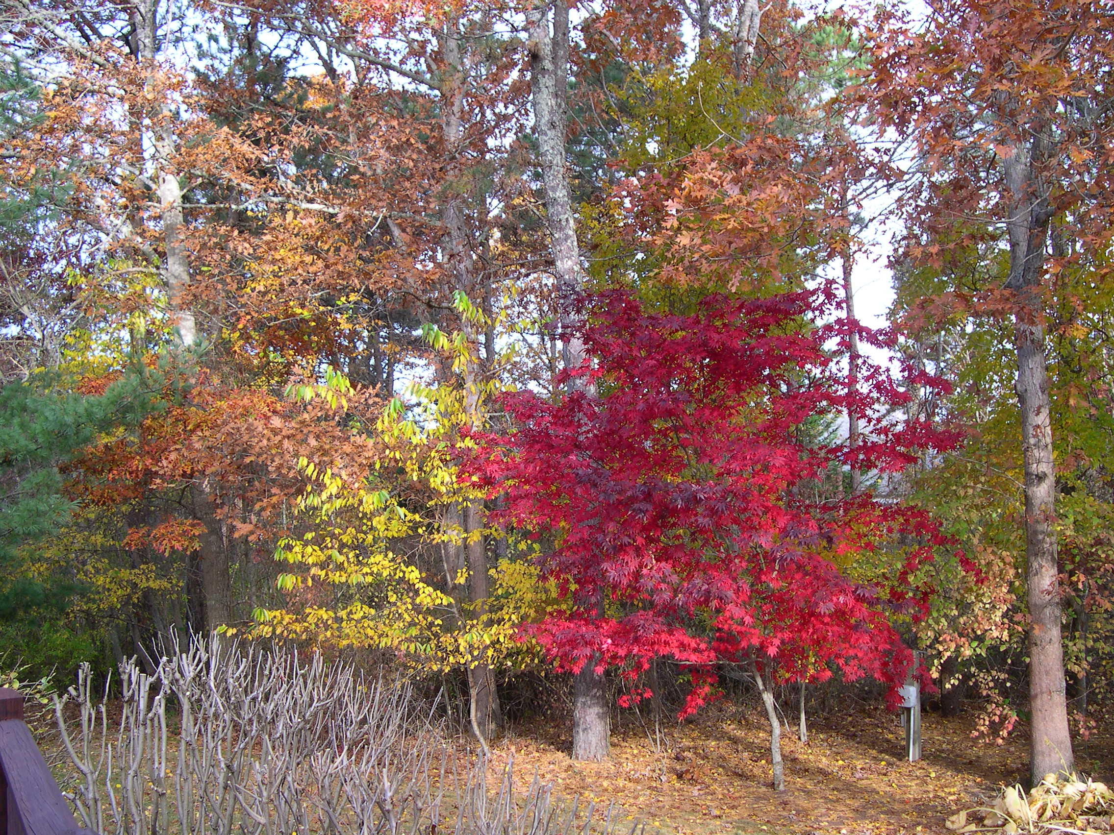 7 Elizabeth Circle Mashpee, MA 02649 - Photo 25 of 30 Fall trees