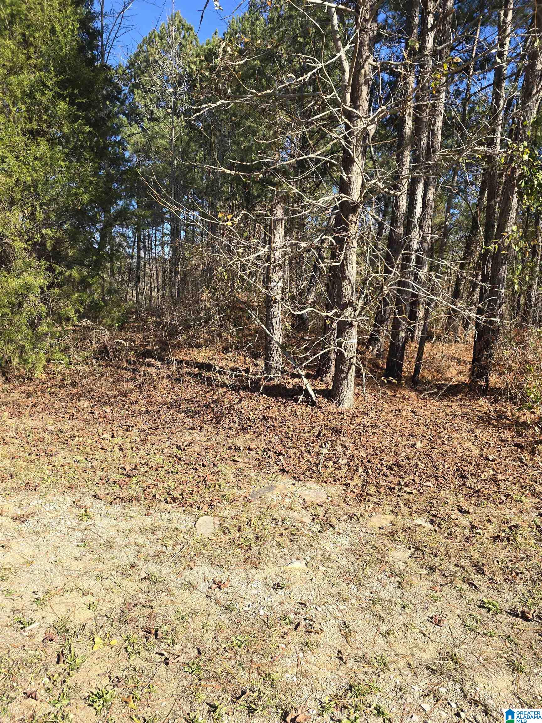 4850 Shoal Creek Road, Unit ACREAGE Ashville, AL 35953 - Photo 13 of 18