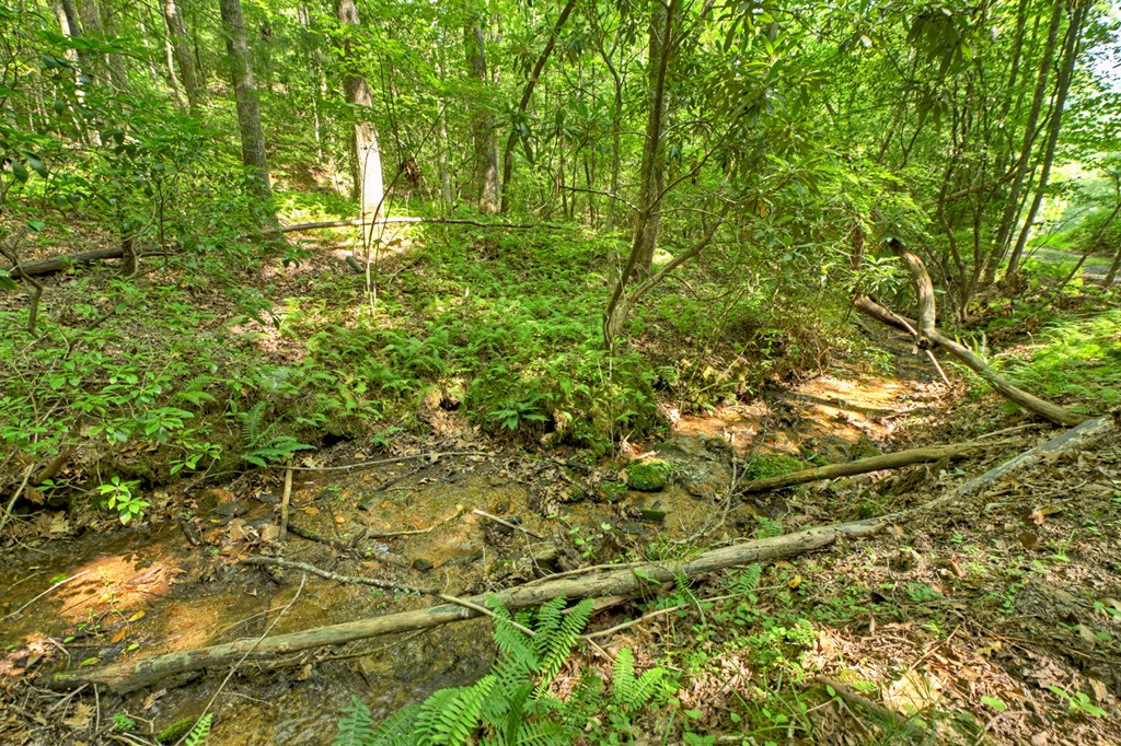 1431 Cashes Valley Lane Cherry Log, GA 30522 - Photo 27 of 57 a backyard of a house with lots of trees