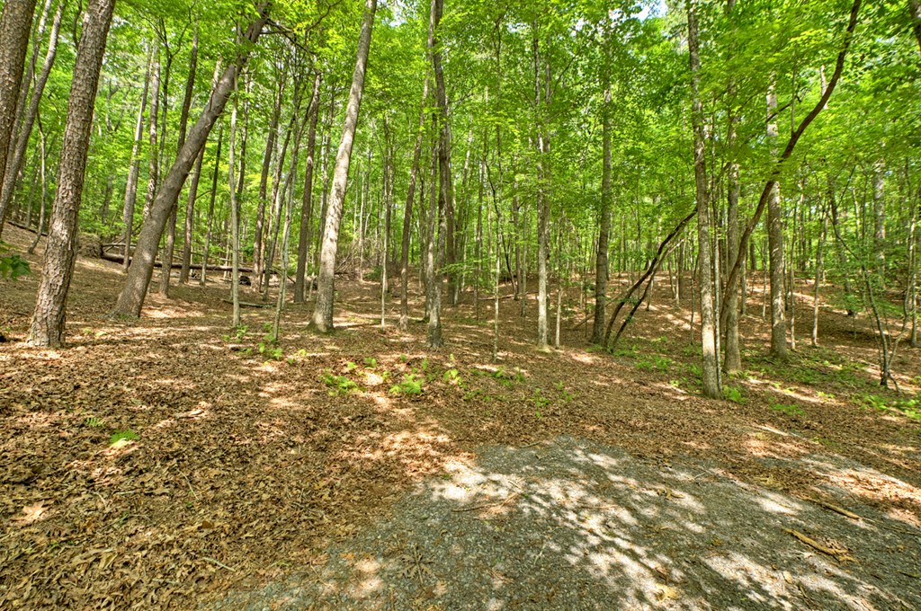 1431 Cashes Valley Lane Cherry Log, GA 30522 - Photo 34 of 57 a view of yard with green space