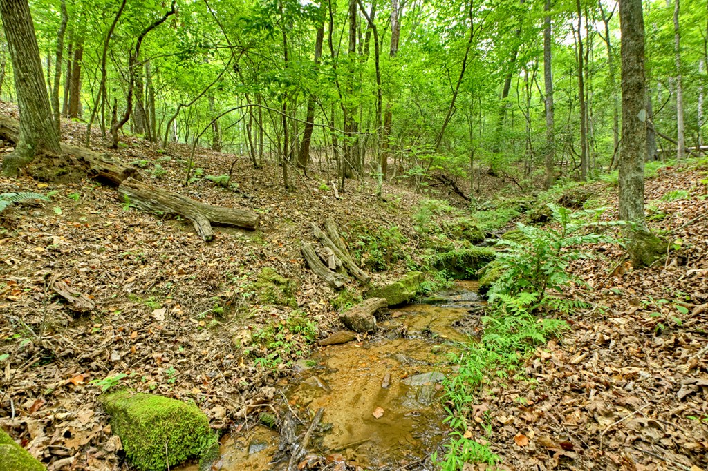 1431 Cashes Valley Lane Cherry Log, GA 30522 - Photo 35 of 57 a view of a garden