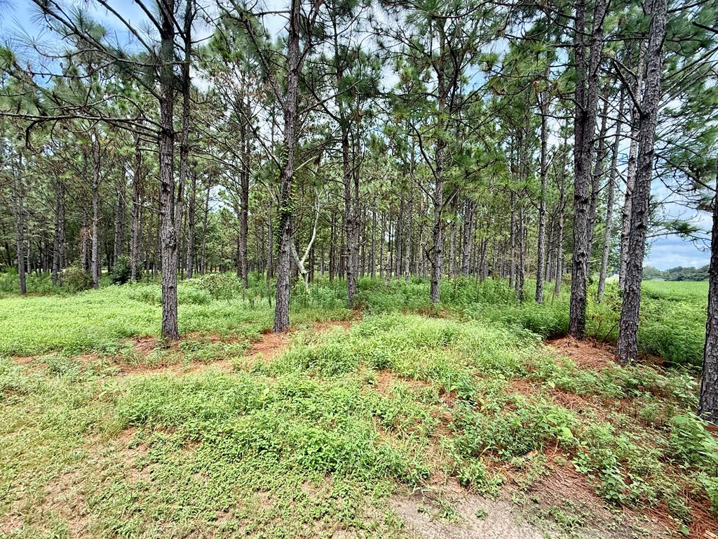 1640 Lafollette Road Slocomb, AL 36375 - Photo 43 of 64