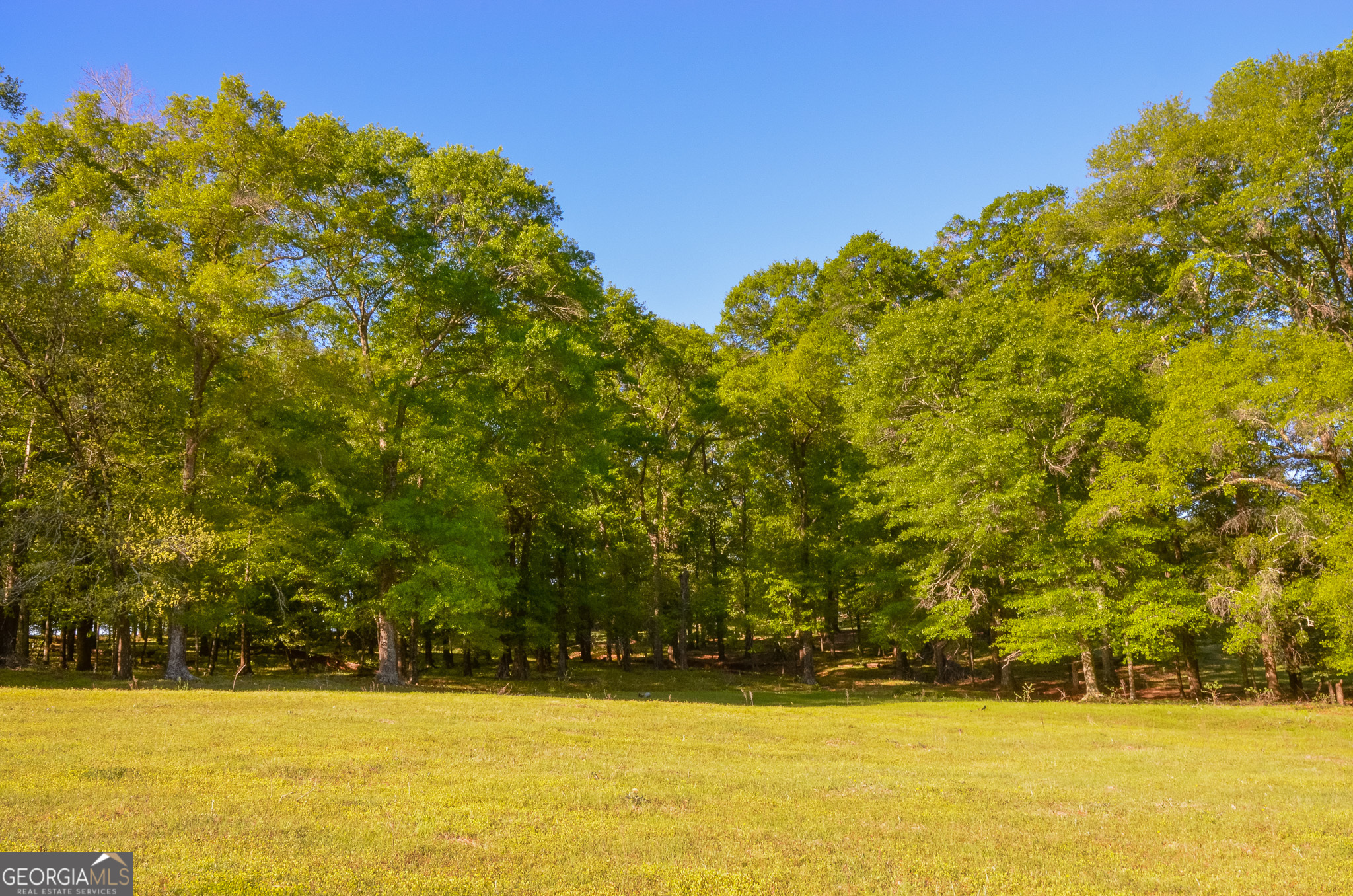 0 Payne Pond Road Weston, GA 31832 - Photo 1 of 1 Gallery Image 1